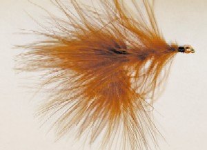 Burnt Orange Leech
