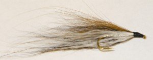Black-Nosed Dace