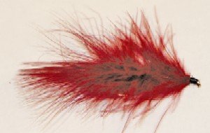 Claret Leech