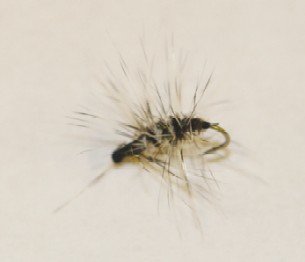Griffith's gnat