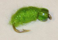 Lime Nymph