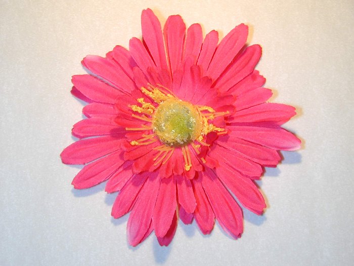 Pink daisy