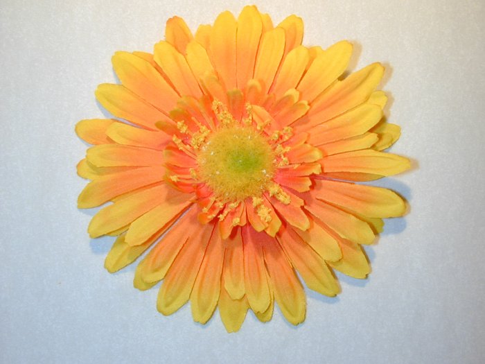 Orange daisy