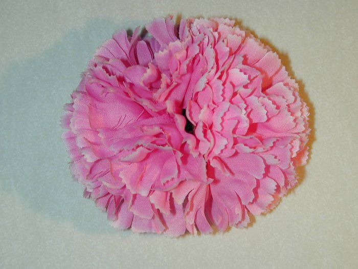 Pink carnation