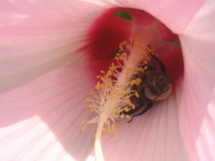 40" x 60" Flower and Bee print