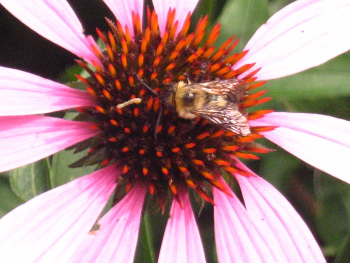 10" x 12" Beautiful purple flower with bee