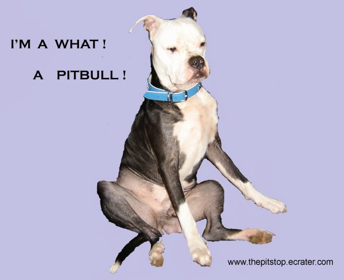 Pitbull T-Shirt "I'm a what"