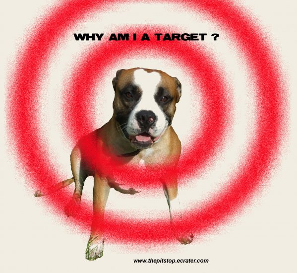 Pitbull T-Shirt "why am i a target"