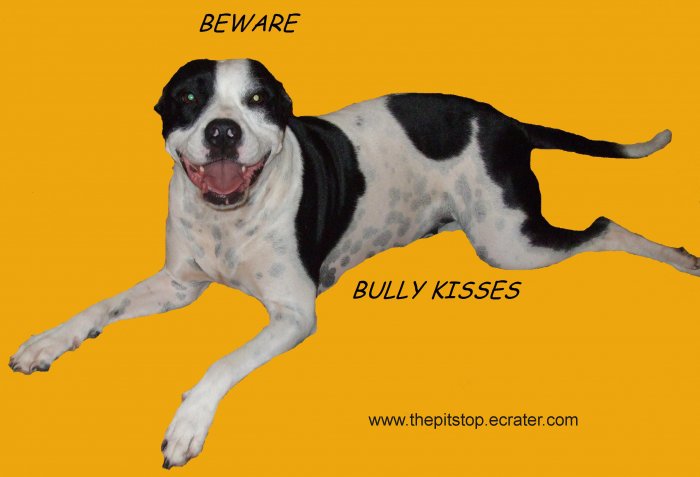 Pitbull T-Shirt "bully kisses"