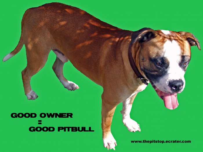 Pitbull T-Shirt "good owner"
