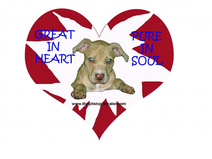 Pitbull T-Shirt "pure in heart"