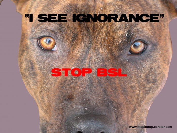 Pitbull T-Shirt "see ignorance"