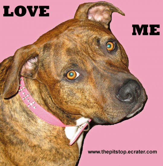 Pitbull T-shirt "love me"
