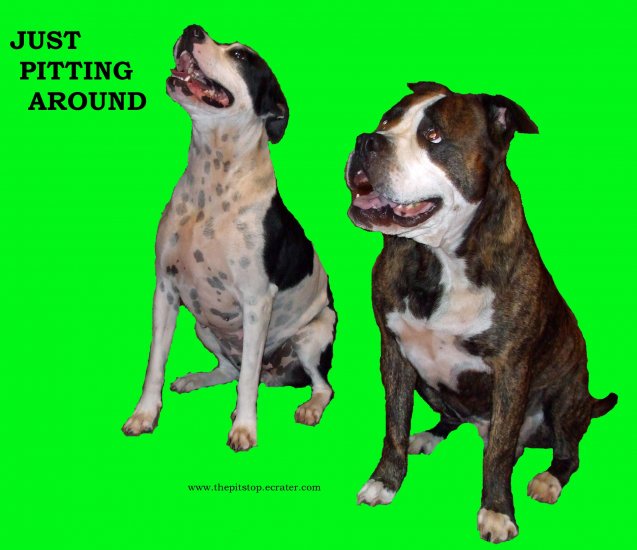 pitbull t-shirt "pitting around"