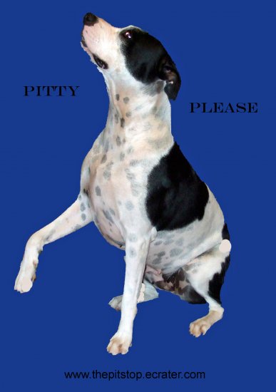 pitbull t-shirt "pitty please"
