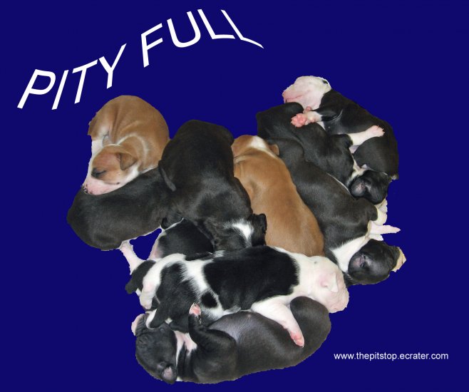 pitbull t-shirt "pity full"