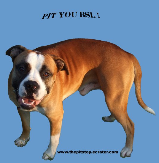 pitbull t-shirt "pit you bsl"