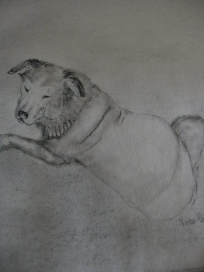 Custom Pencil drawing of your PET