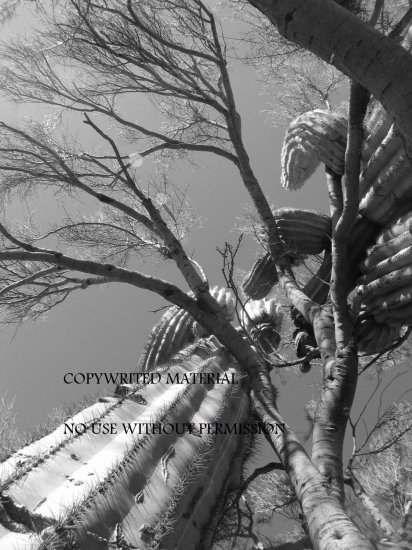 Saguaro Cactus and Palo Verde Tree Photograph Photo Print