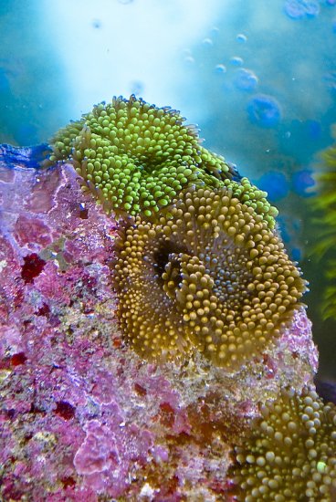Montepora