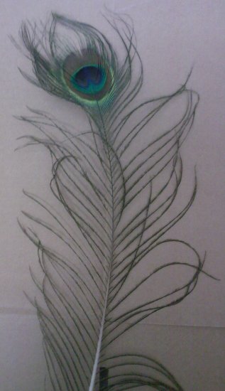 Peacock Feather