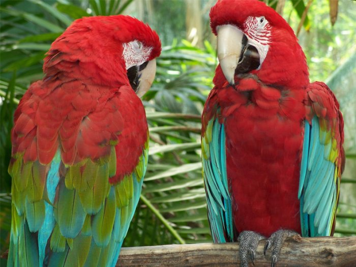 2 Parrots 8.5x11