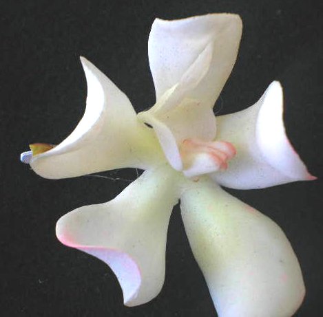 tiny white orchid