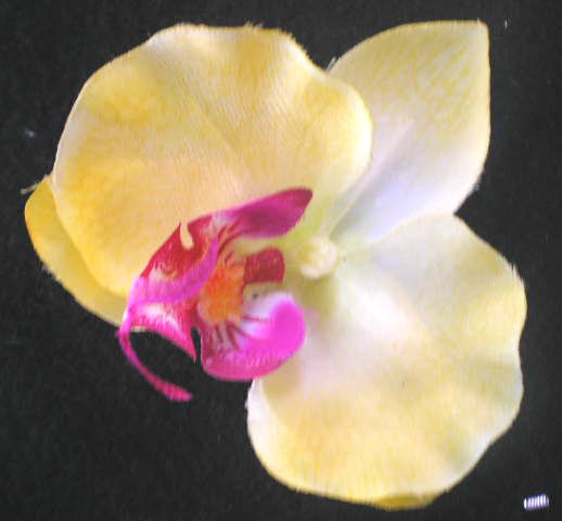 yellow Silk Orchid