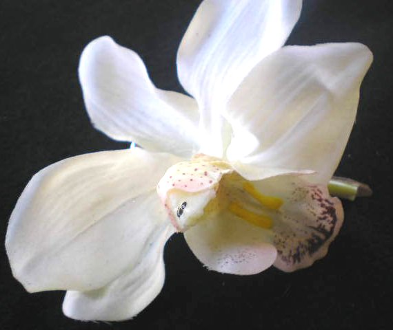 White Latex Orchid