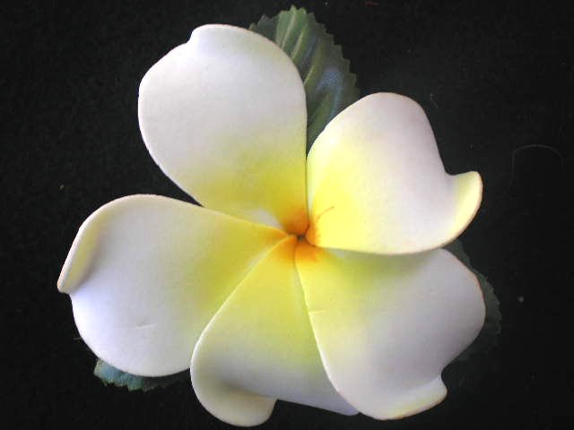 White Foam Plumera