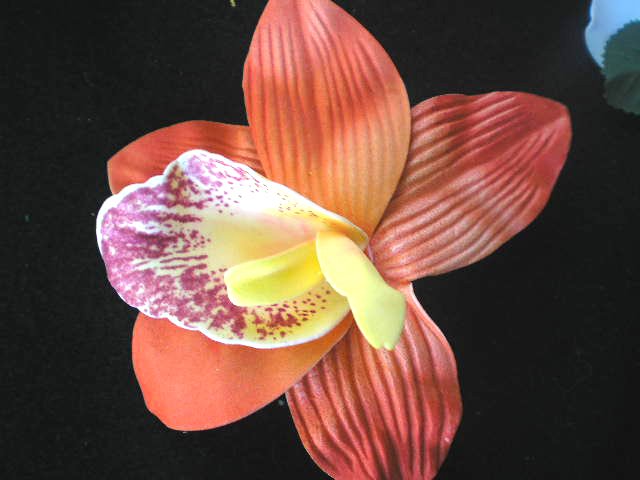 orange foam Orchid