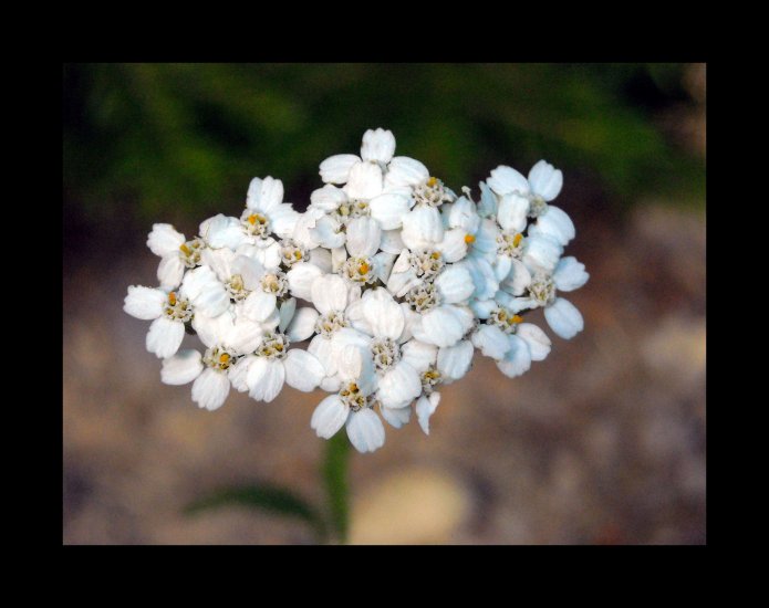 White Beauty