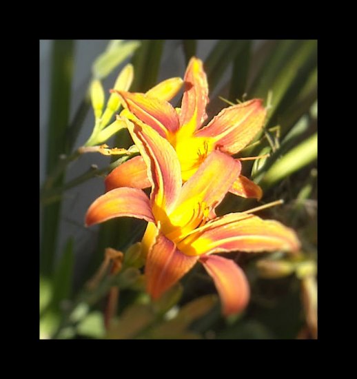 Lily