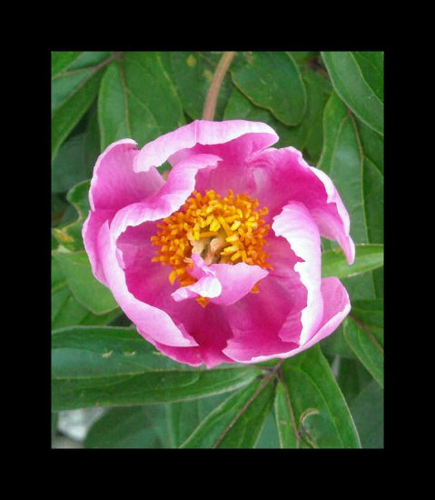 Pink Beauty