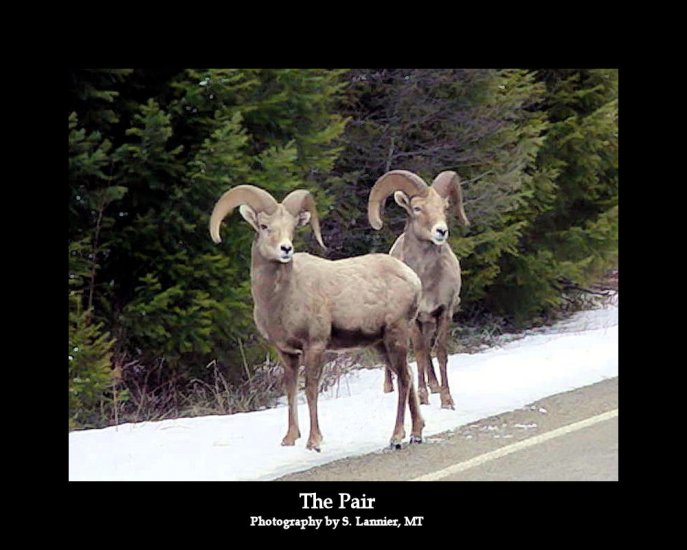 The Pair