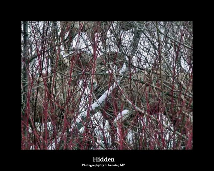 Hidden