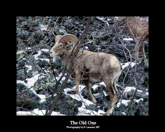 The Old One