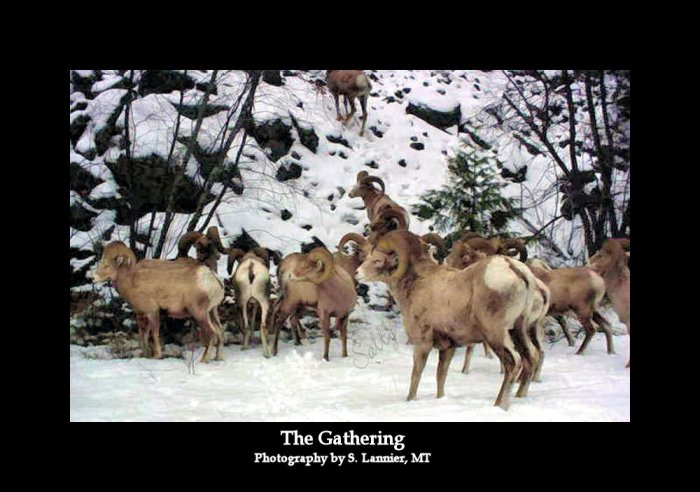 The Gathering