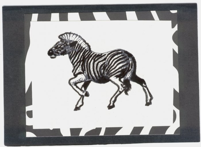 Zebra