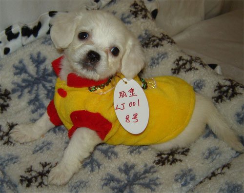 Chihuahua Dog Shirt X Small