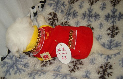 Sale Chihuahua Dog Shirt X Small
