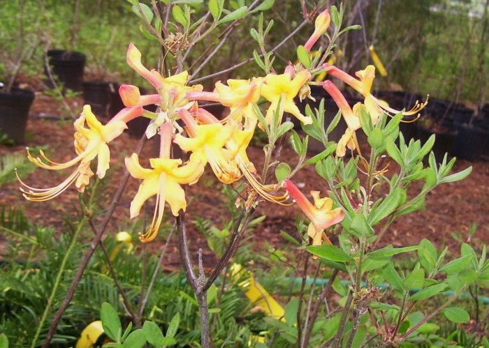 Rhododendron Austrinum Florida Azalea Native Plant Shrub Gallon Yellow Orange Bloom