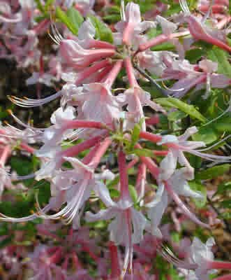 Rhododendron Canescens Pink Bloom Piedmont Azalea Native Plant Shrub Gallon