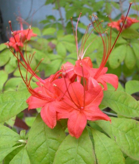 Rhododendron Prunifolium Plumleaf Azalea Native Plant Shrub Gallon Red Orange Bloom