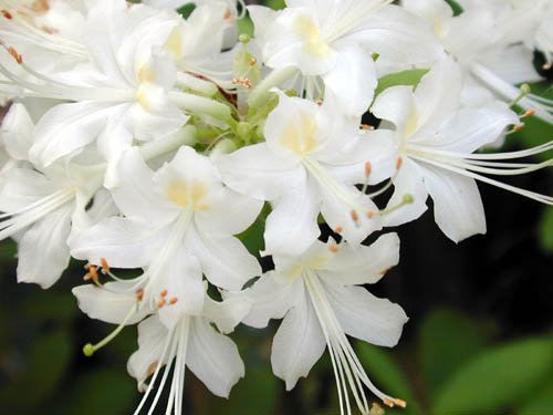 Rhododendron Alabamense Alabama Azalea Native Plant Shrub Gallon Yellow Orange Bloom