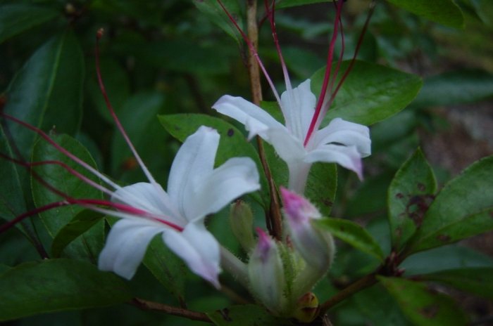 Rhododendron Arborescens Azalea Native Plant Shrub Gallon Yellow Orange Bloom