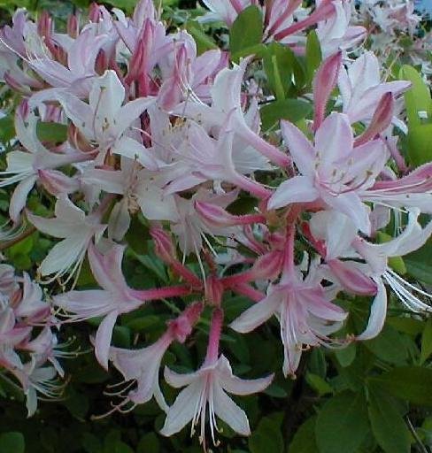 Rhododendron Atlanticum Marydel Azalea Native Plant Shrub Gallon Yellow Orange Bloom
