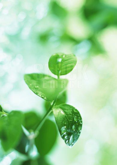Leaf #01