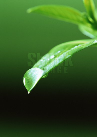 Leaf #02