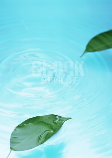 Leaf #03
